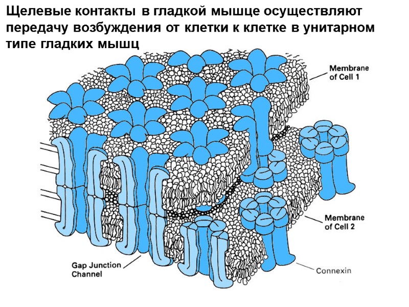 Щелевые контакты в гладкой мышце осуществляют передачу возбуждения от клетки к клетке в унитарном